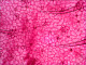 8-Geranium-leaf-epidermis.jpg